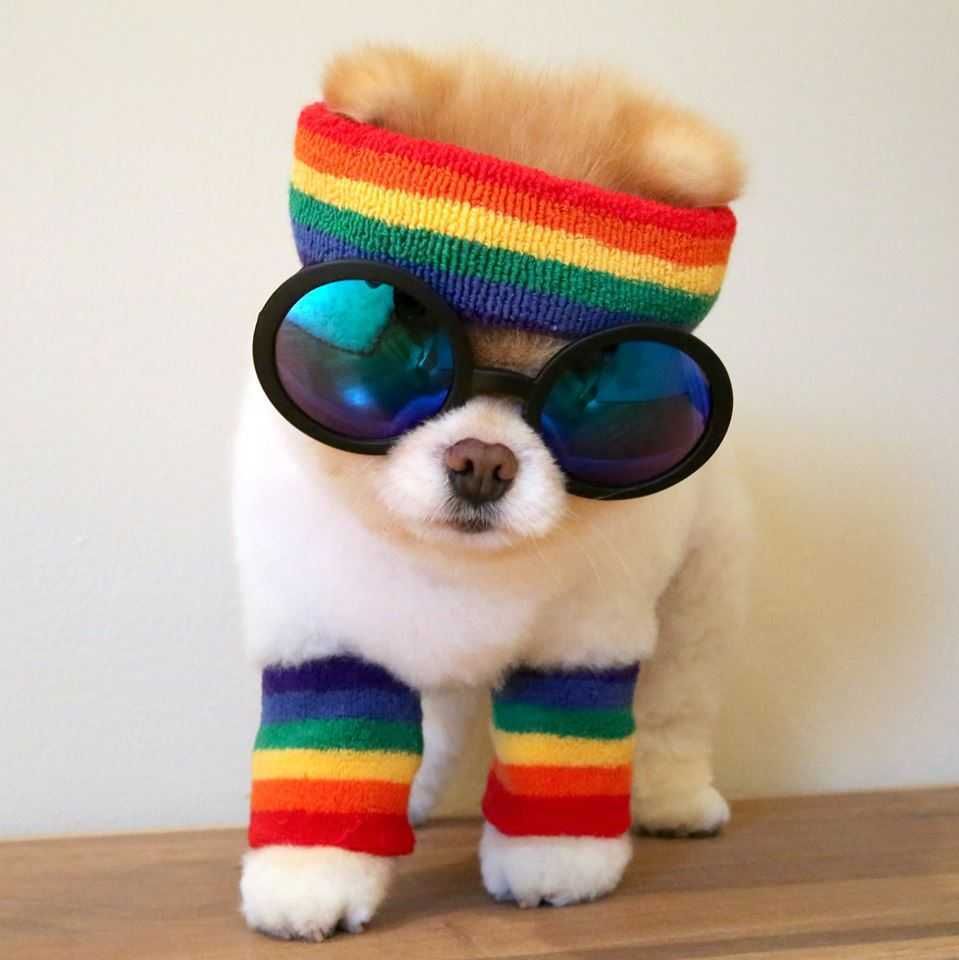 Animal Boorainbow