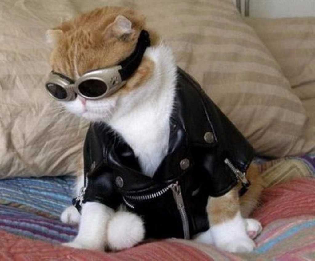 Animal Catgoggles