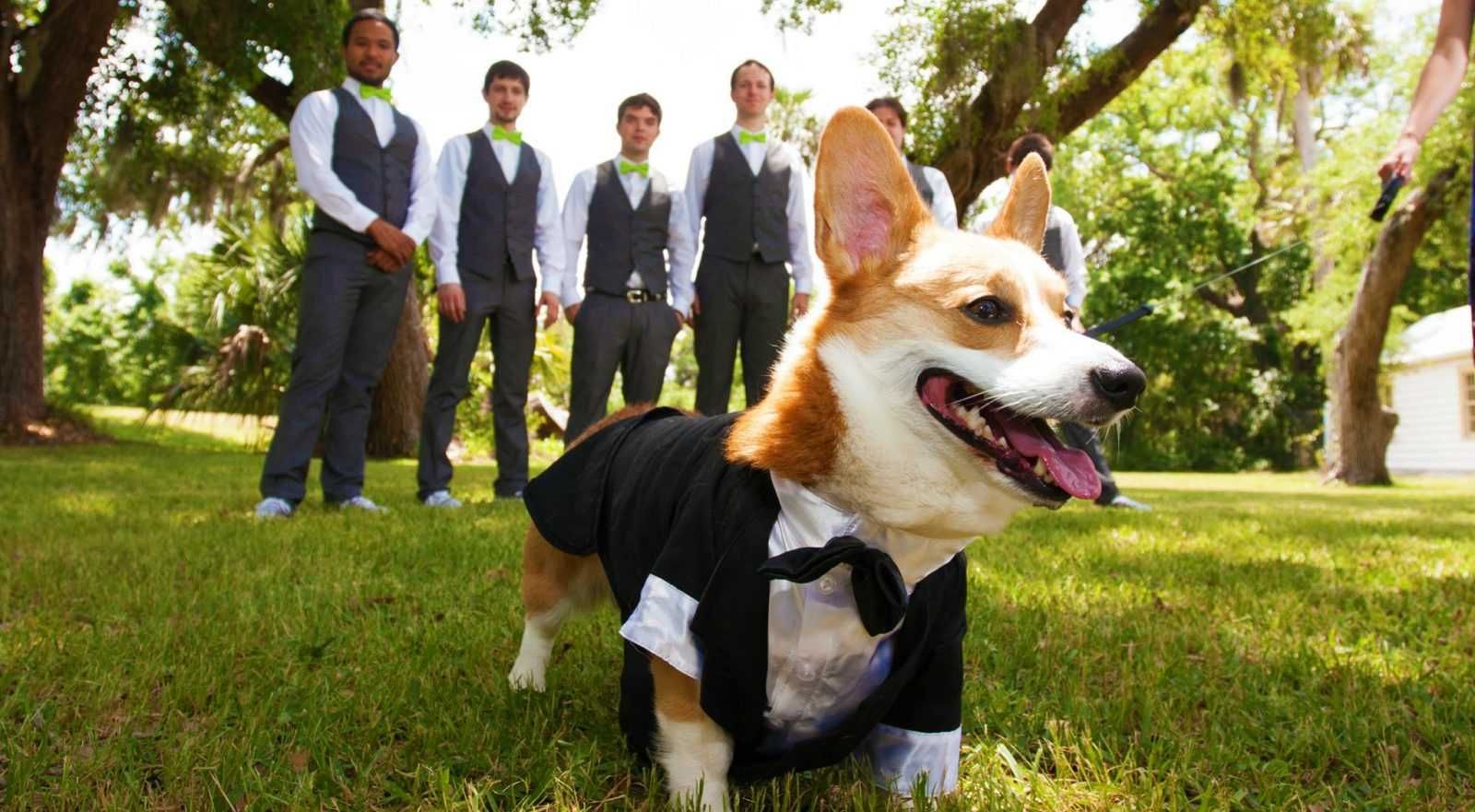 Animal Corgiring
