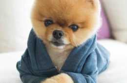 Animal Dogblazer