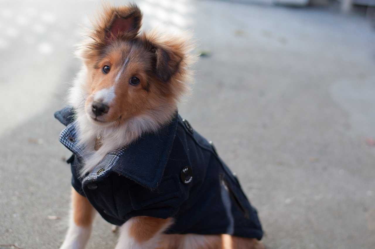 Animal Dogjacketcollie