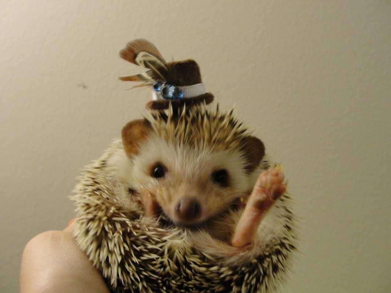Animal Hedgehog