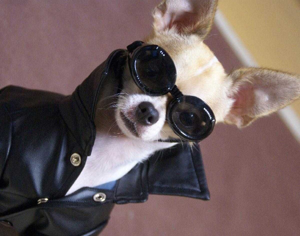 Animal Leatherdog