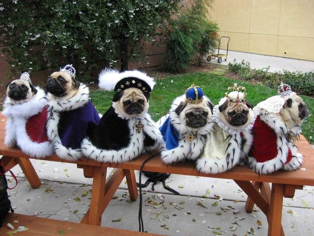 Animal Pugkings