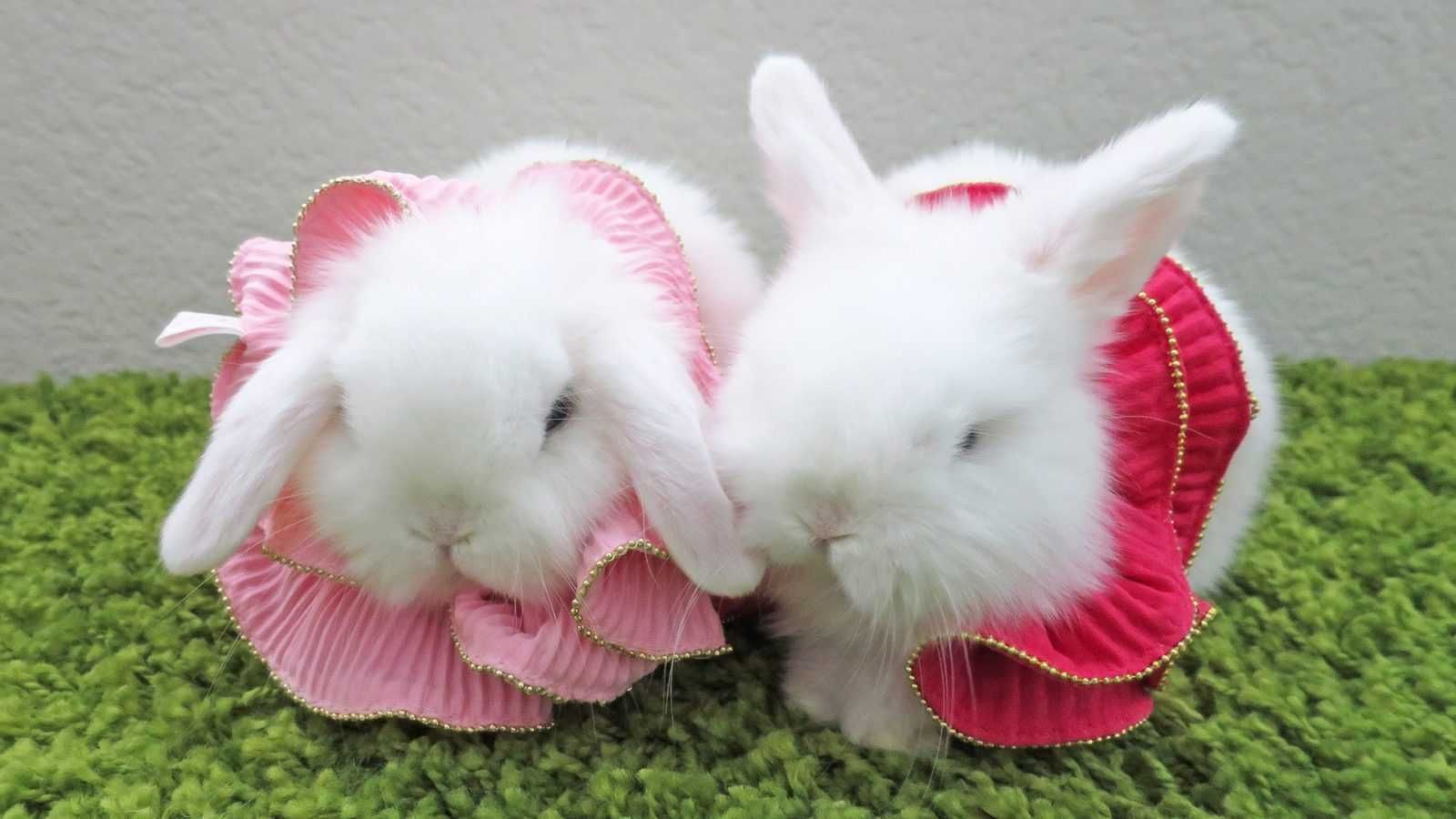 Animal Rabbitdress