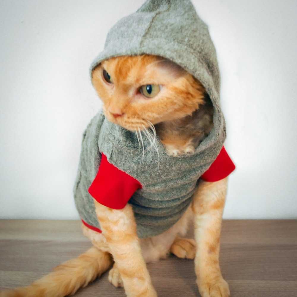 Animals Cathoodie