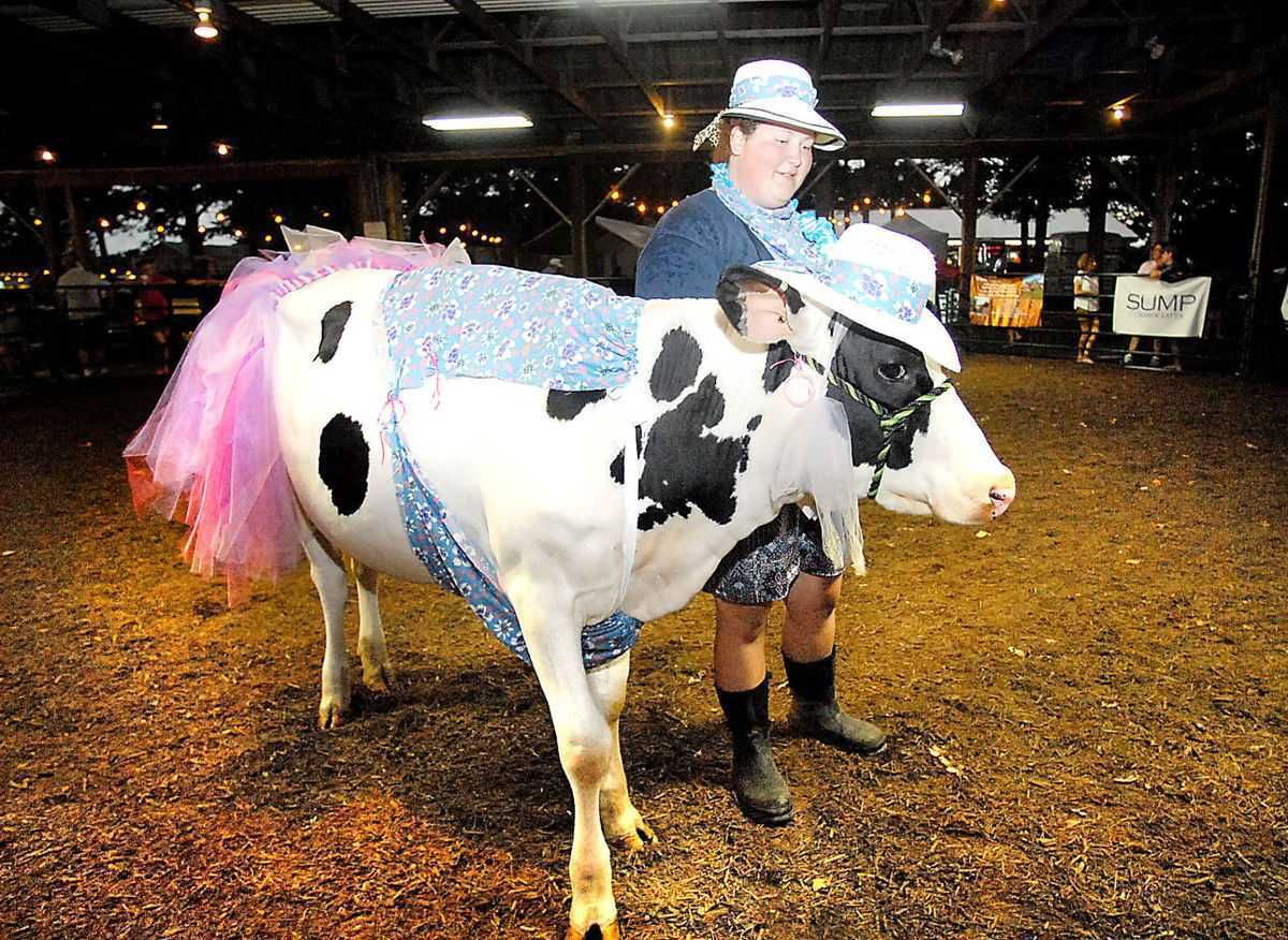Animals Cow