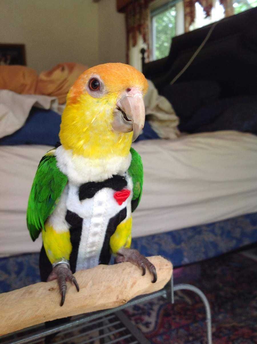 Bird