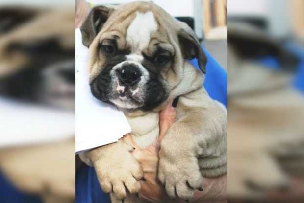 Bulldog 2