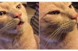 Cat Memes Literally Everyone Will Relate To 2 29366 1485012128 2 Dblbig E1502060345655
