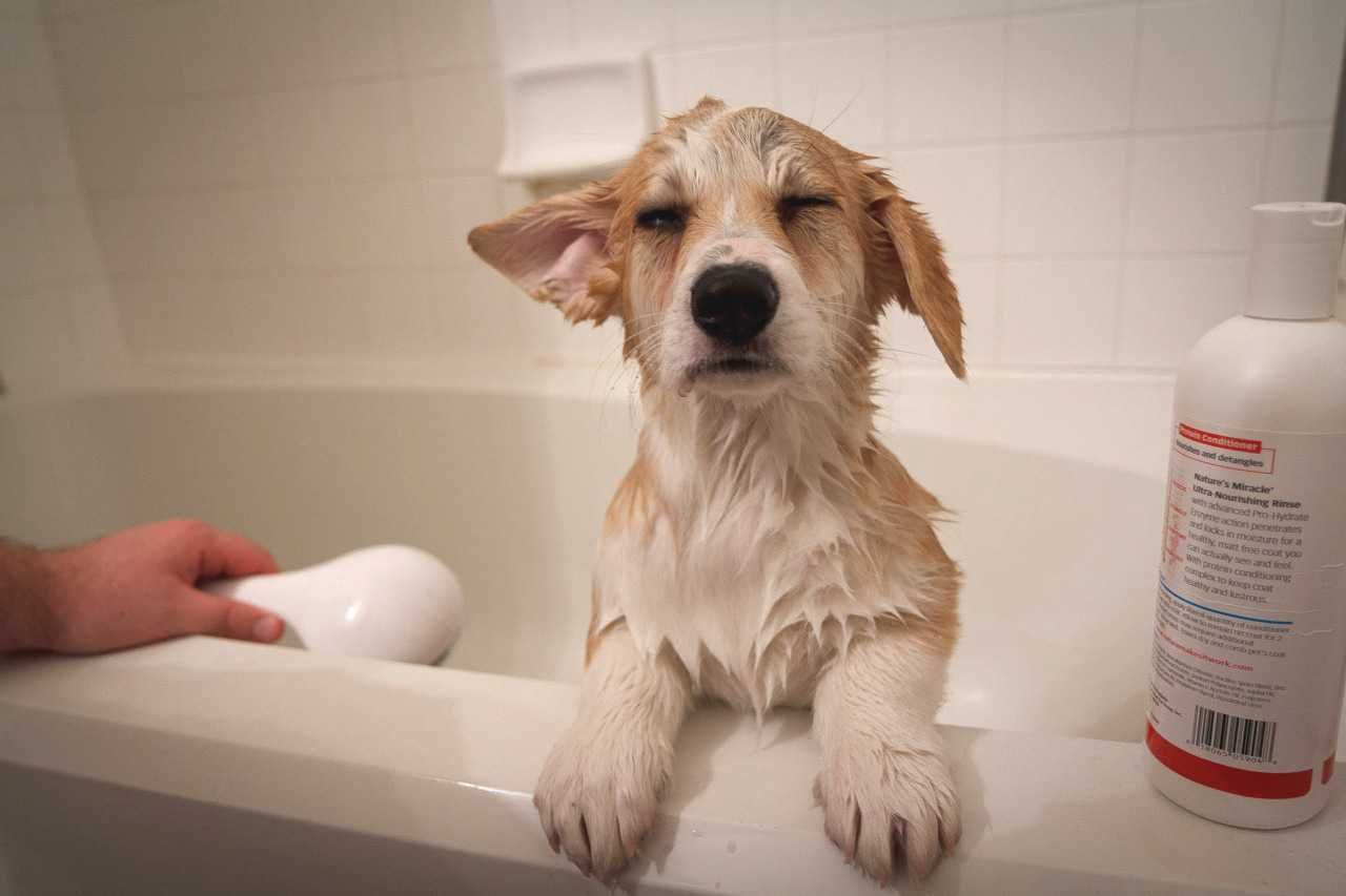 Corgi Bath