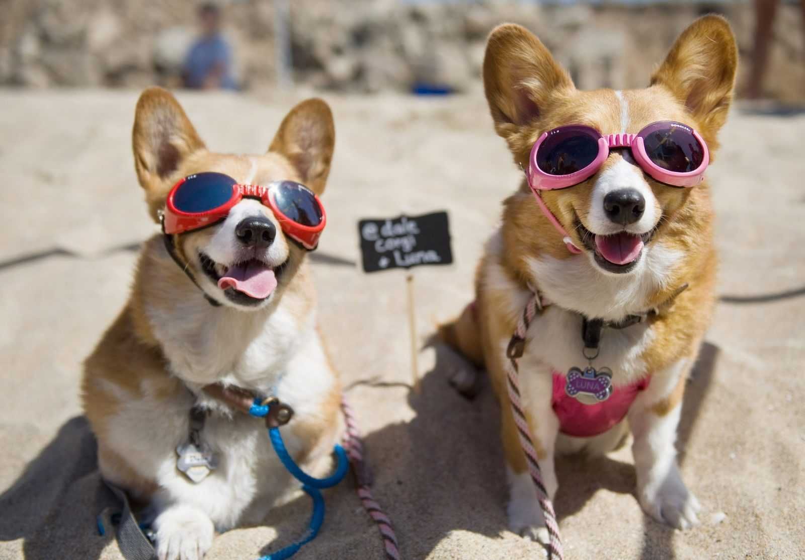 Corgi Beach