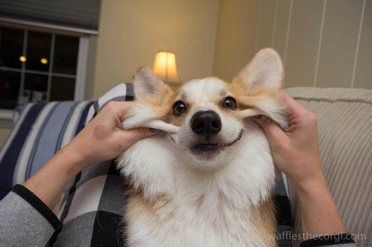 Corgi Bigsmile