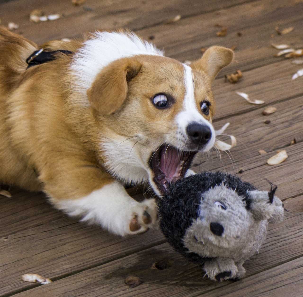 Corgi Bitetoy