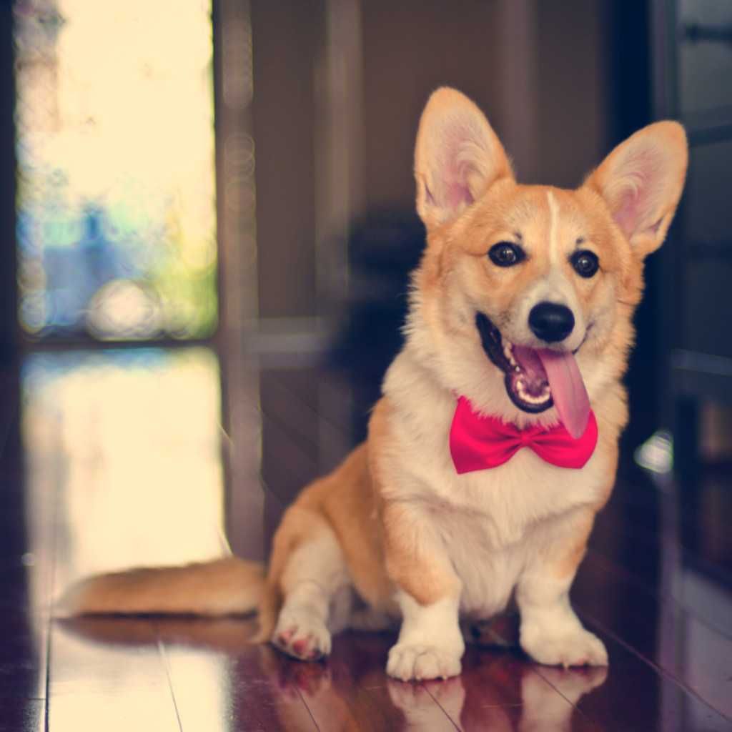 Corgi Bowtie