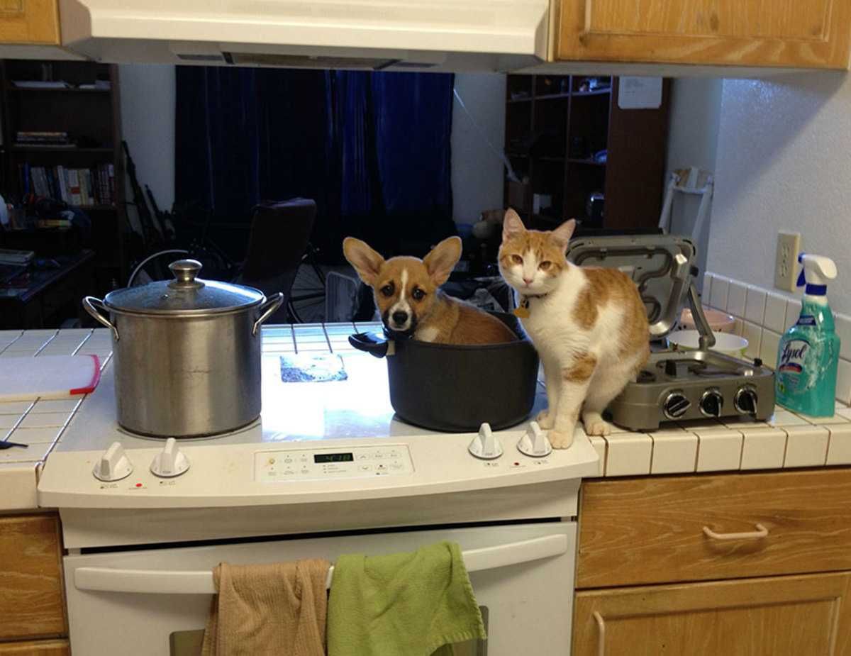 Corgi Catstove