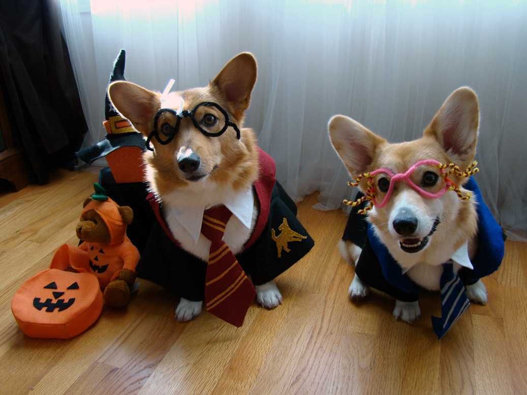 Corgi Costumes