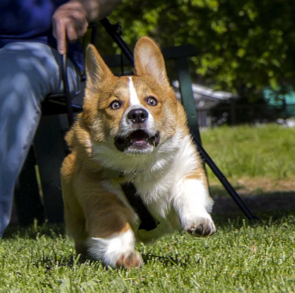 Corgi Derprun