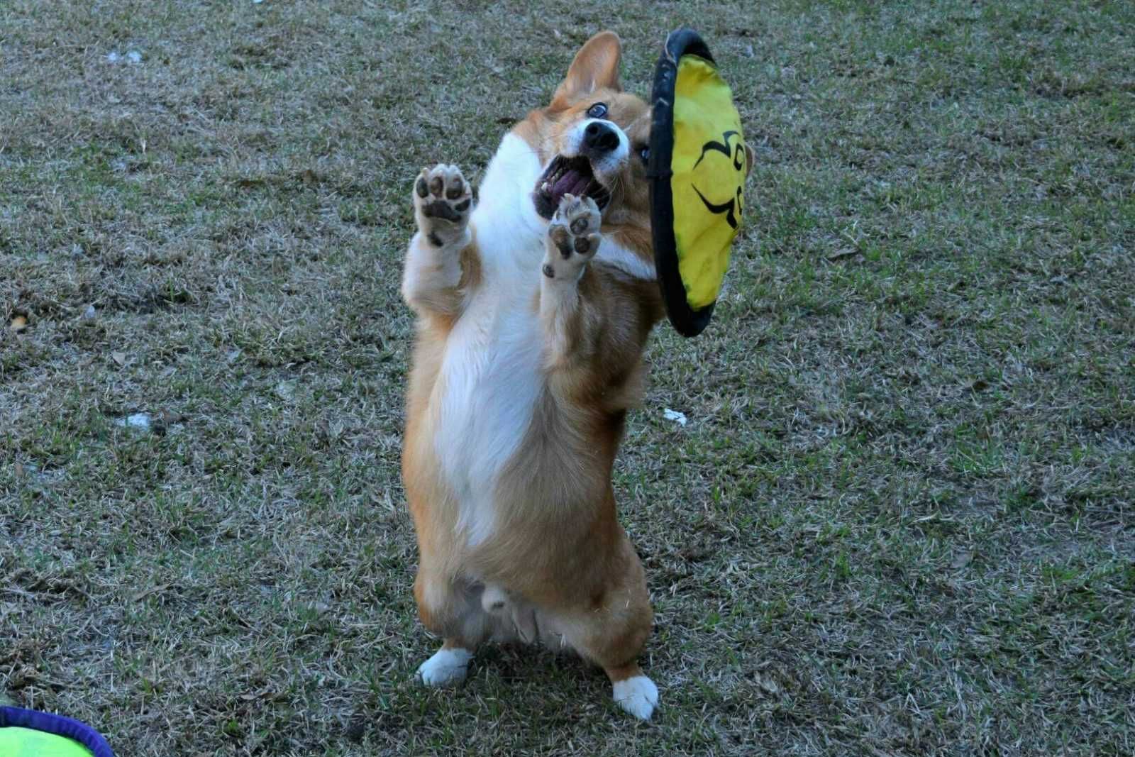 Corgi Frisbee