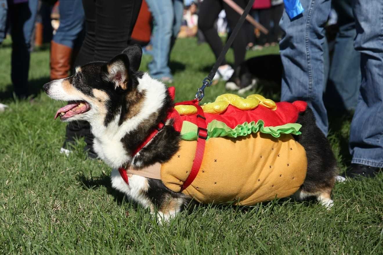Corgi Hotdog