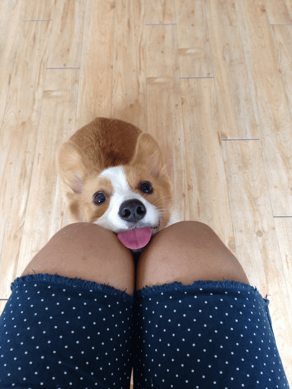 Corgi Knee