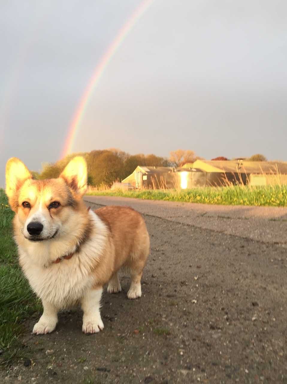 Corgi Rainbow