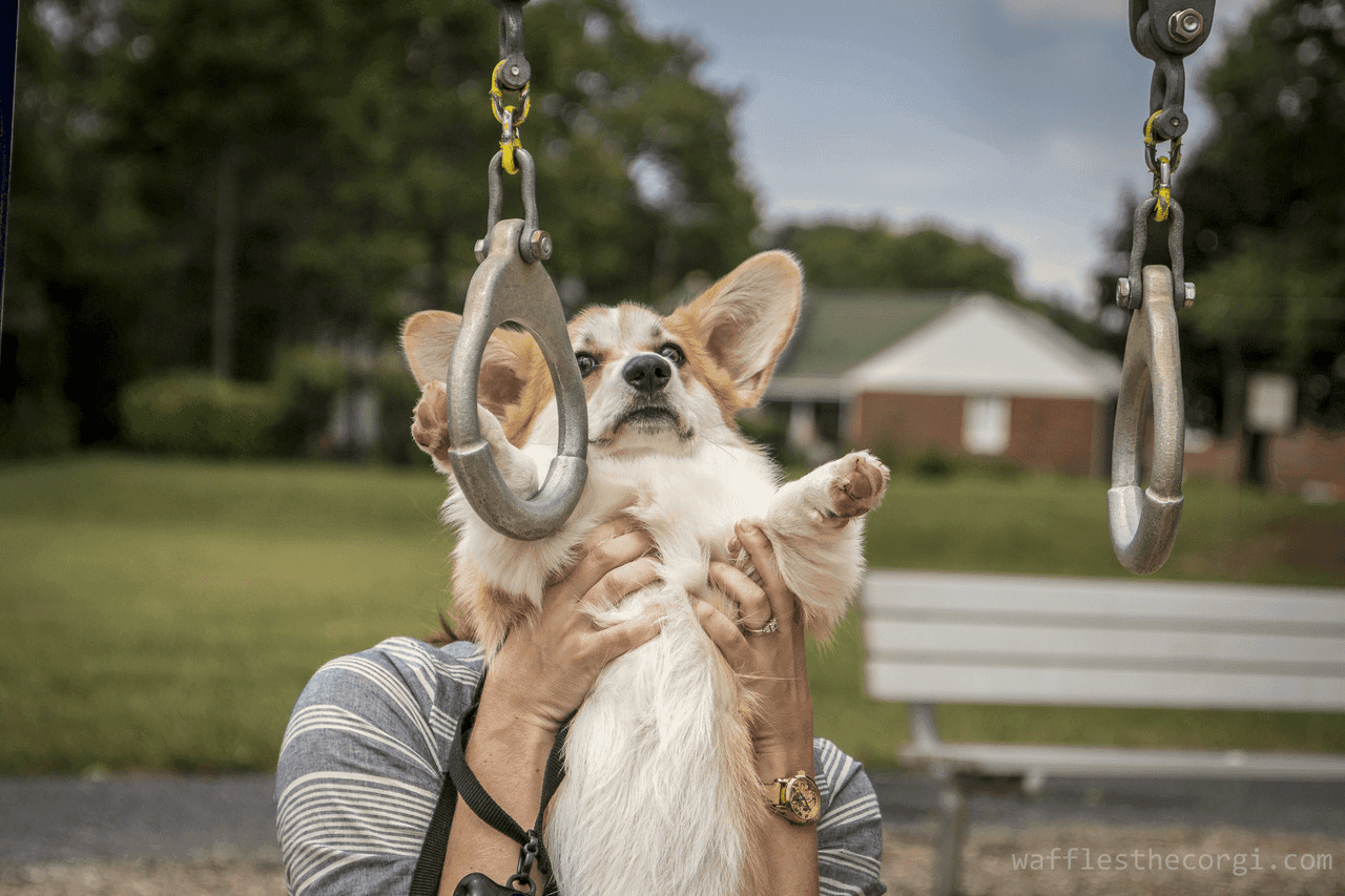Corgi Rings