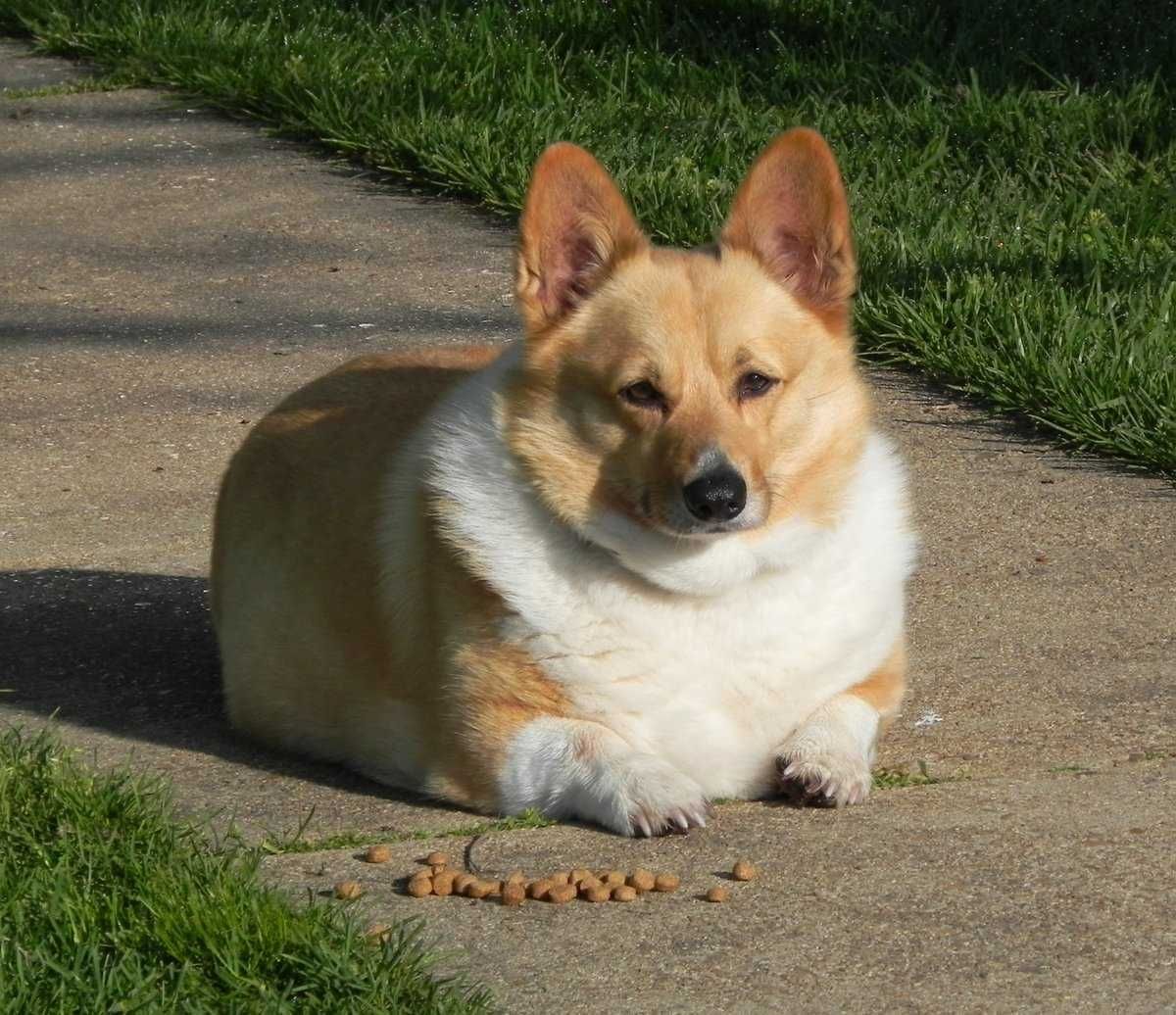 Corgi Sit
