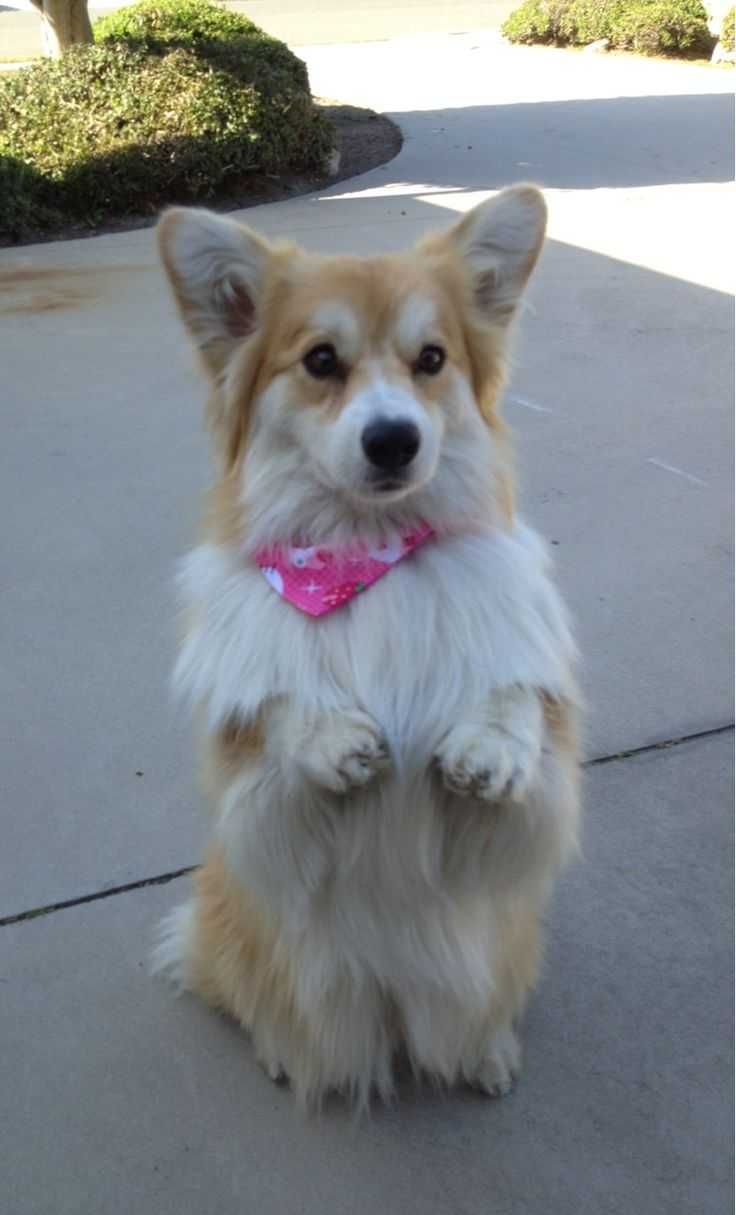Corgi Situp