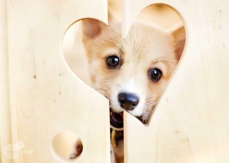 Corgi Smile