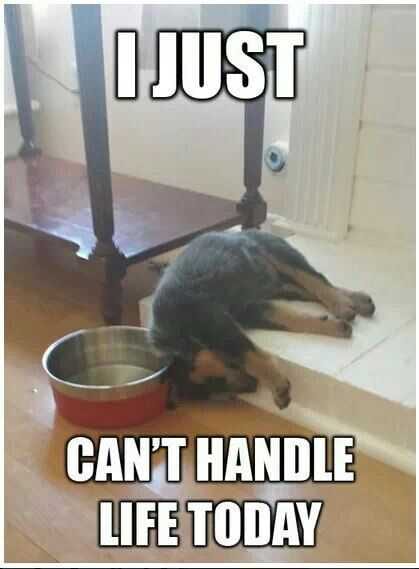 Hangover Handlelife