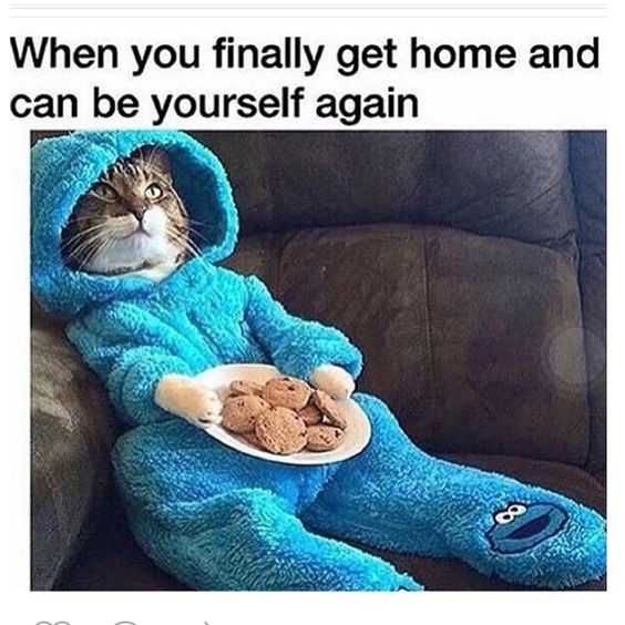 Introvert Cat