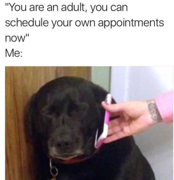 Introvert Dog