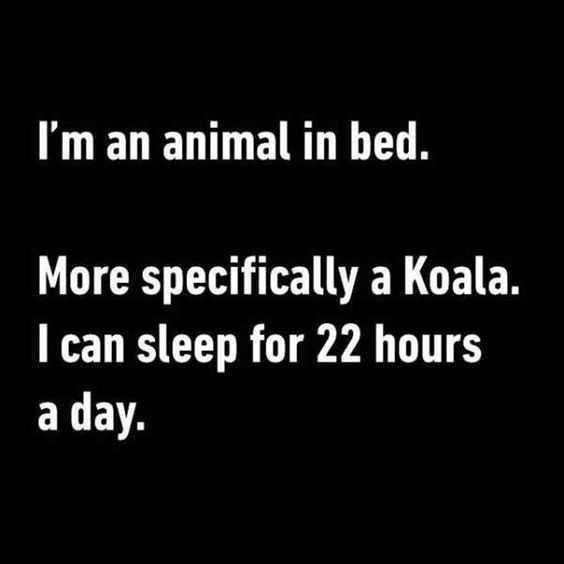 Sleep Koala