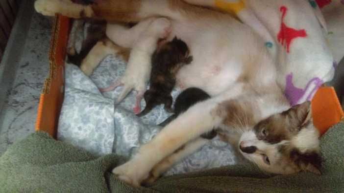 Caroline Birth