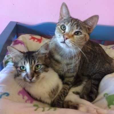 Free Range Cats E1505943517269