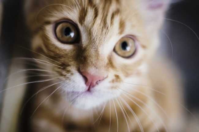 Ginger Kitten 1024X678 E1505946503304