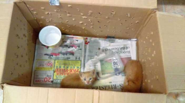 Ginger Kittens
