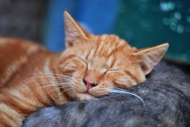 Ginger Kitty 1024X685 E1505946557950