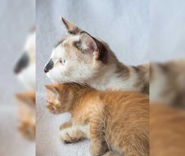 Mom Kitten