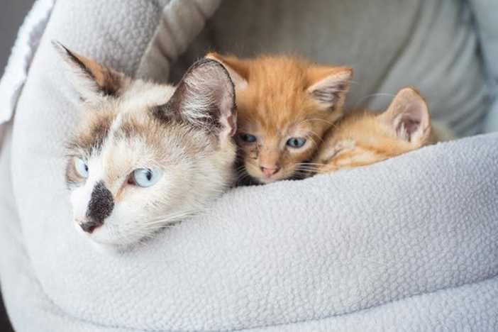 Momma Cat