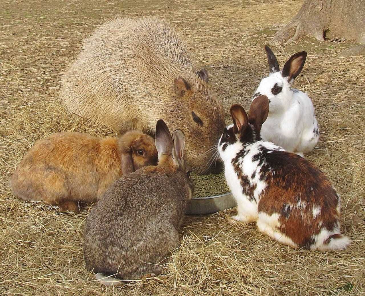 Animal Capabarabunny