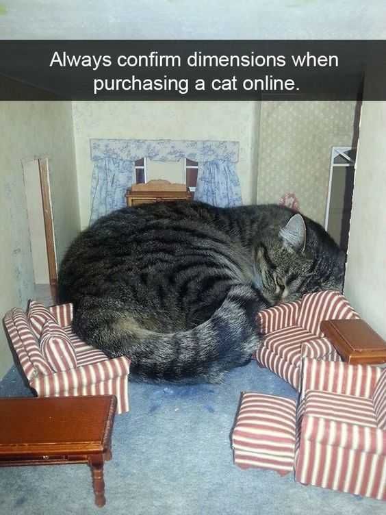 Animal Catcouch
