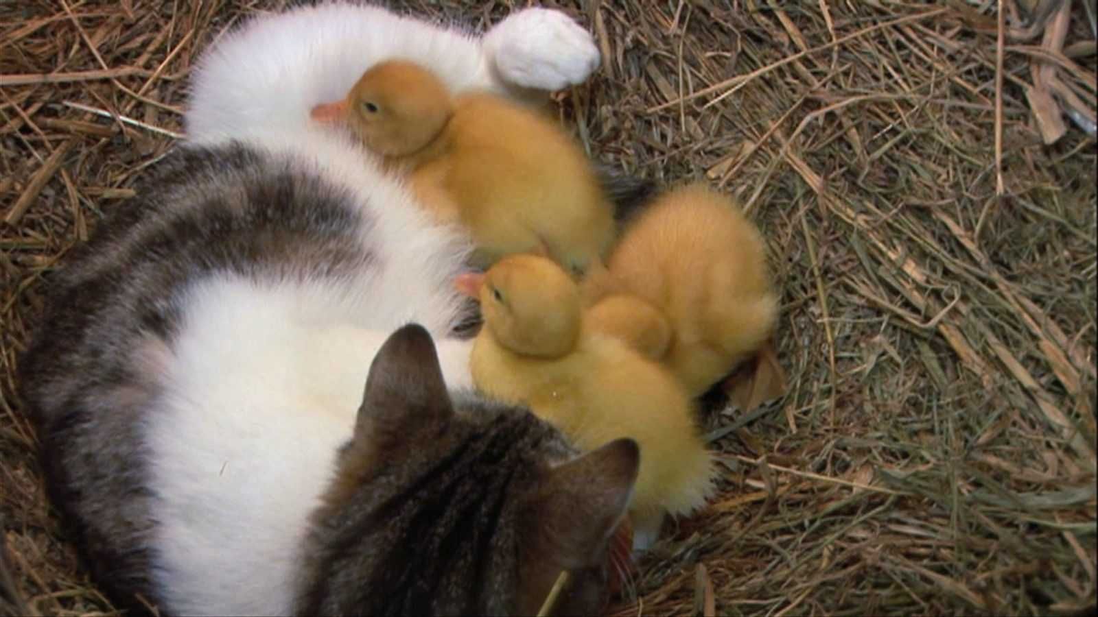 Animal Catducklings