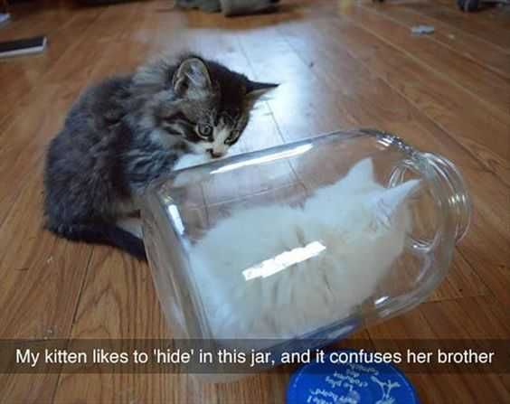 Animal Catjar