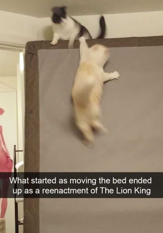 Animal Catlionking
