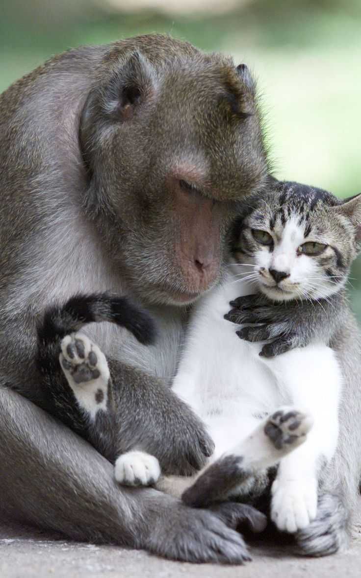 Animal Catmonkey