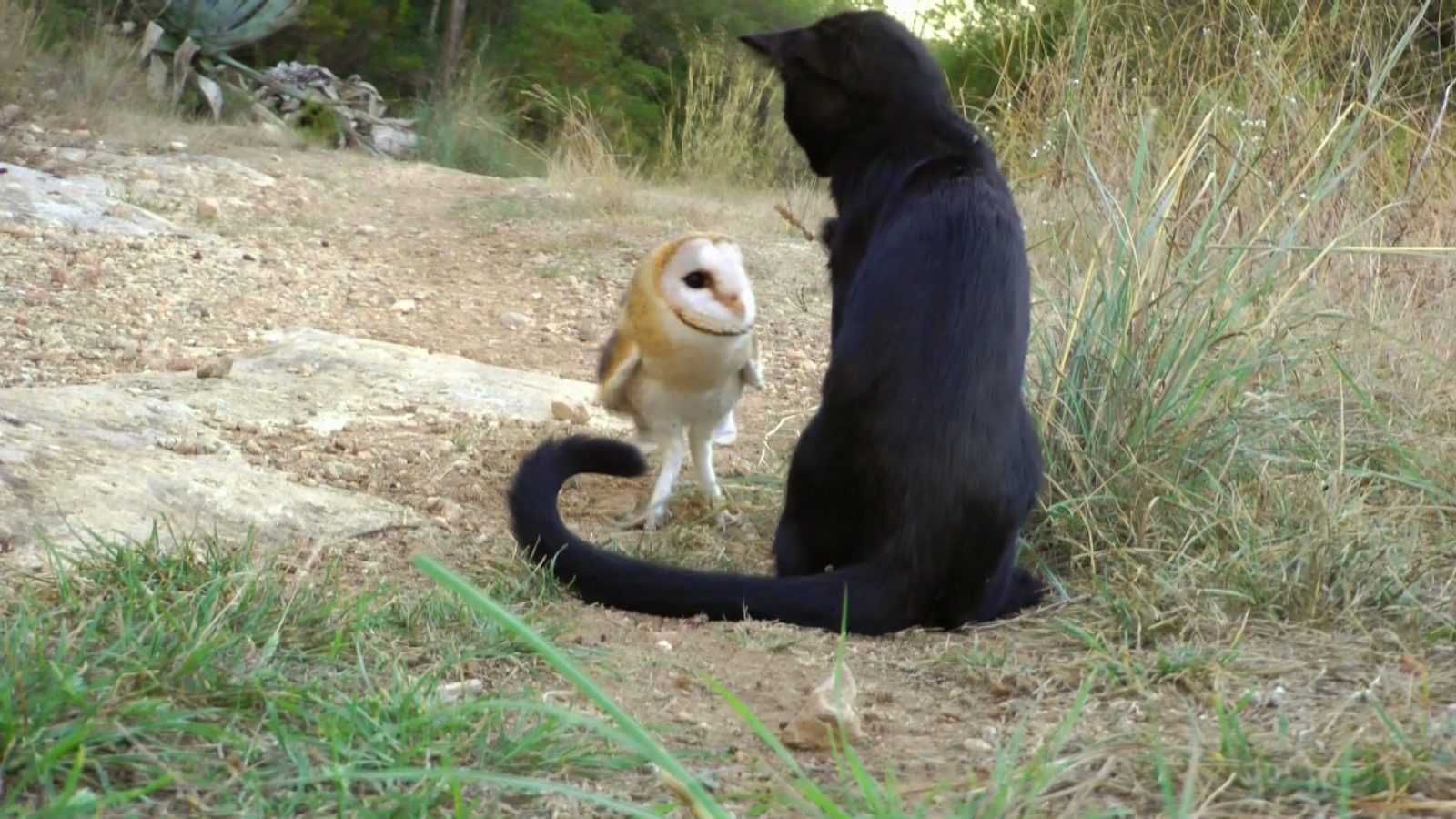 Animal Catowl
