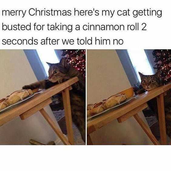 Animal Catroll