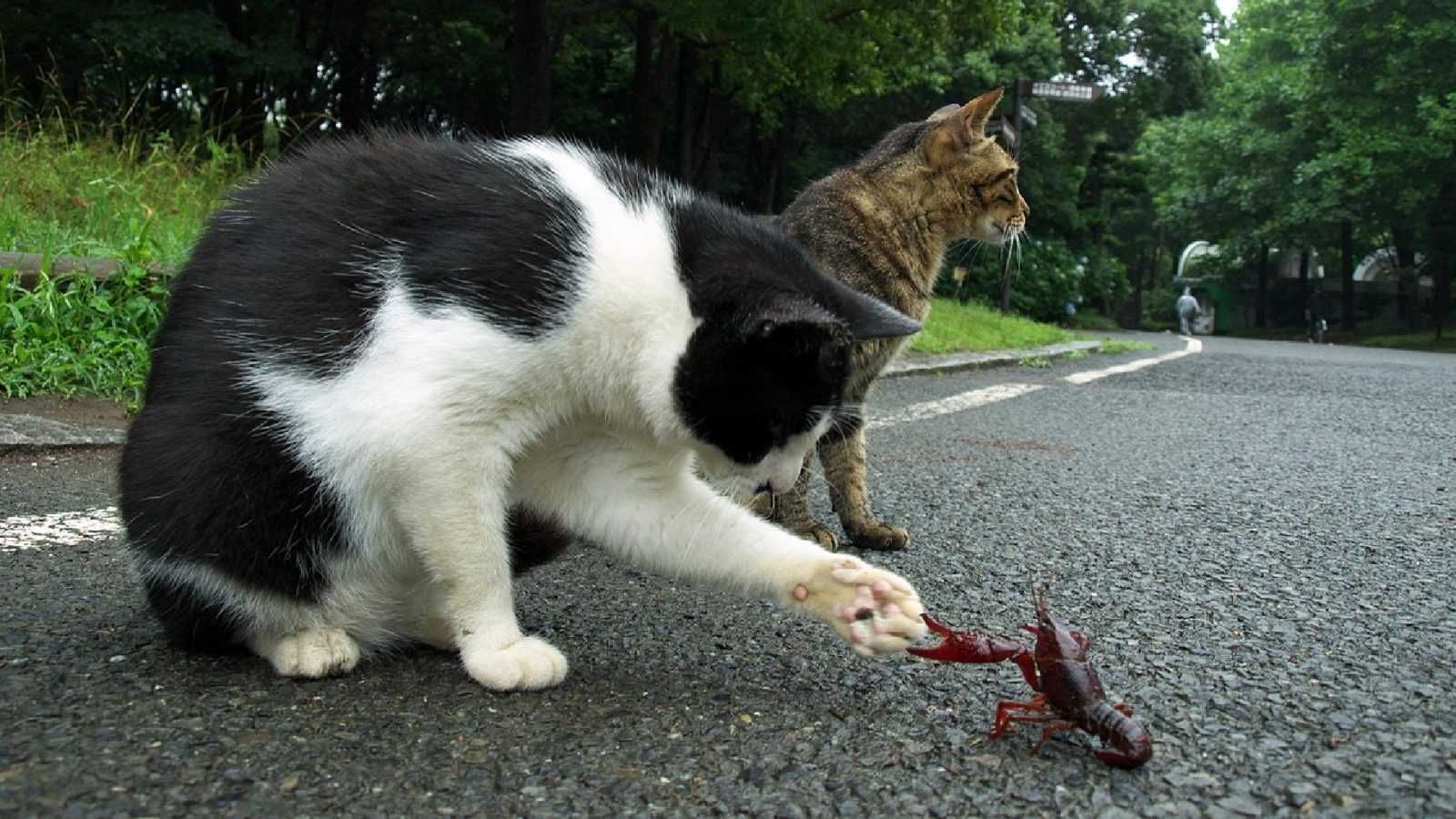 Animal Catscopion